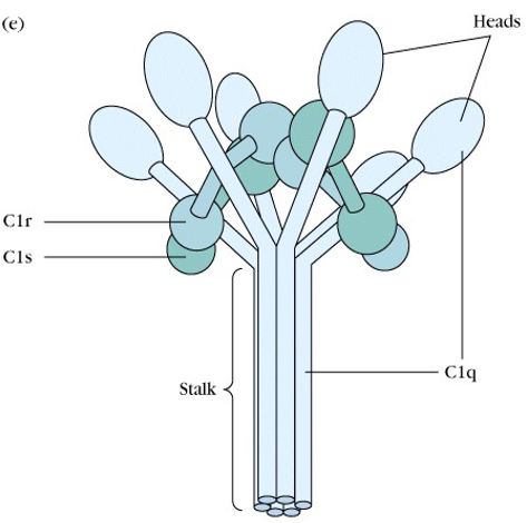 c1~c9激活剂:ag-ab复合物( igg1-3,igm )经典途径补体系统各成分